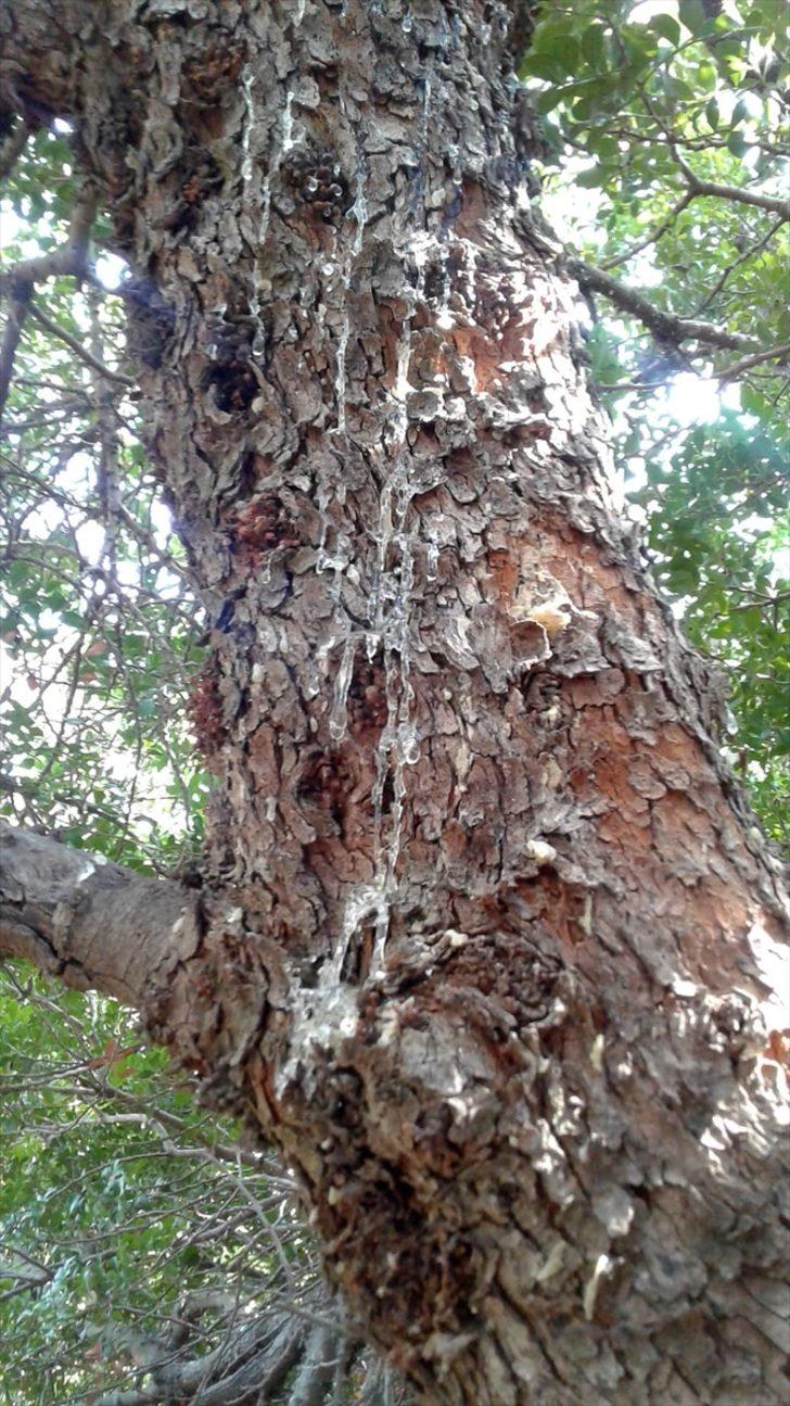 Asırlık sakız ağaçlarından hasat heyecanı G1