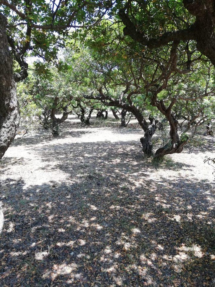 Asırlık sakız ağaçlarından hasat heyecanı G2