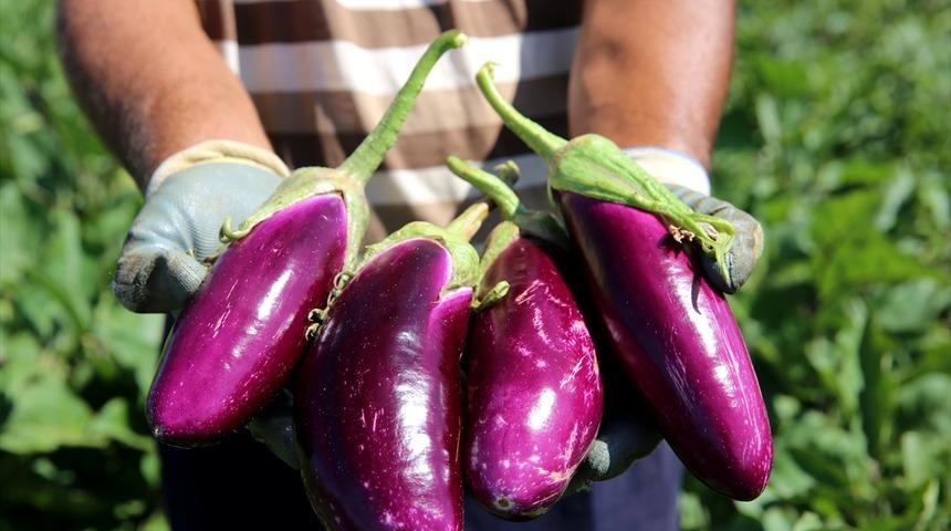 Dededen toruna 6 asırlık lezzet: Ayhan patlıcanı