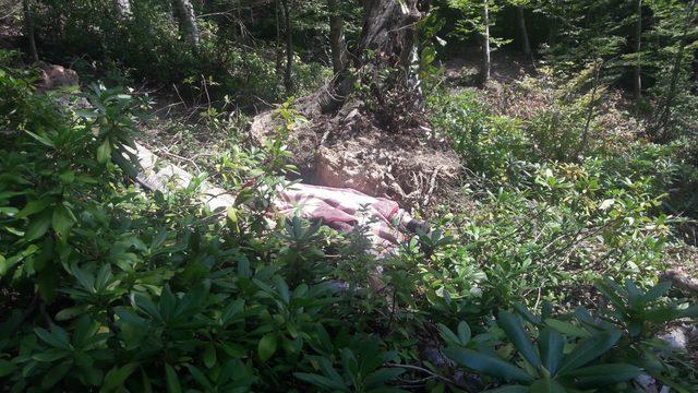 Mantar toplarken devrilen ağacın altında kalarak öldü