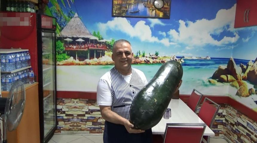 Dev salatalık g&ouml;renleri şaşırtıyor