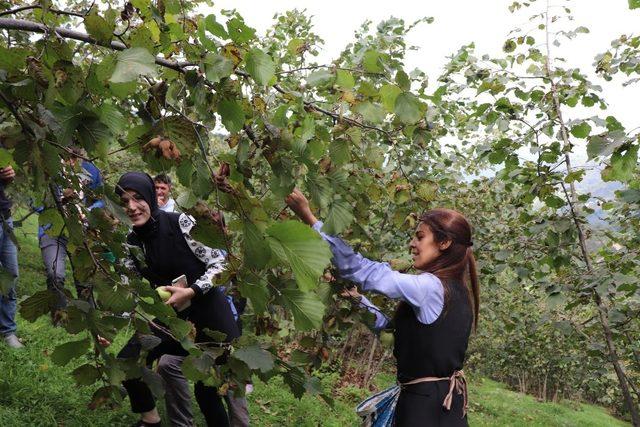 Kadın kaymakam işçilerle fındık topladı