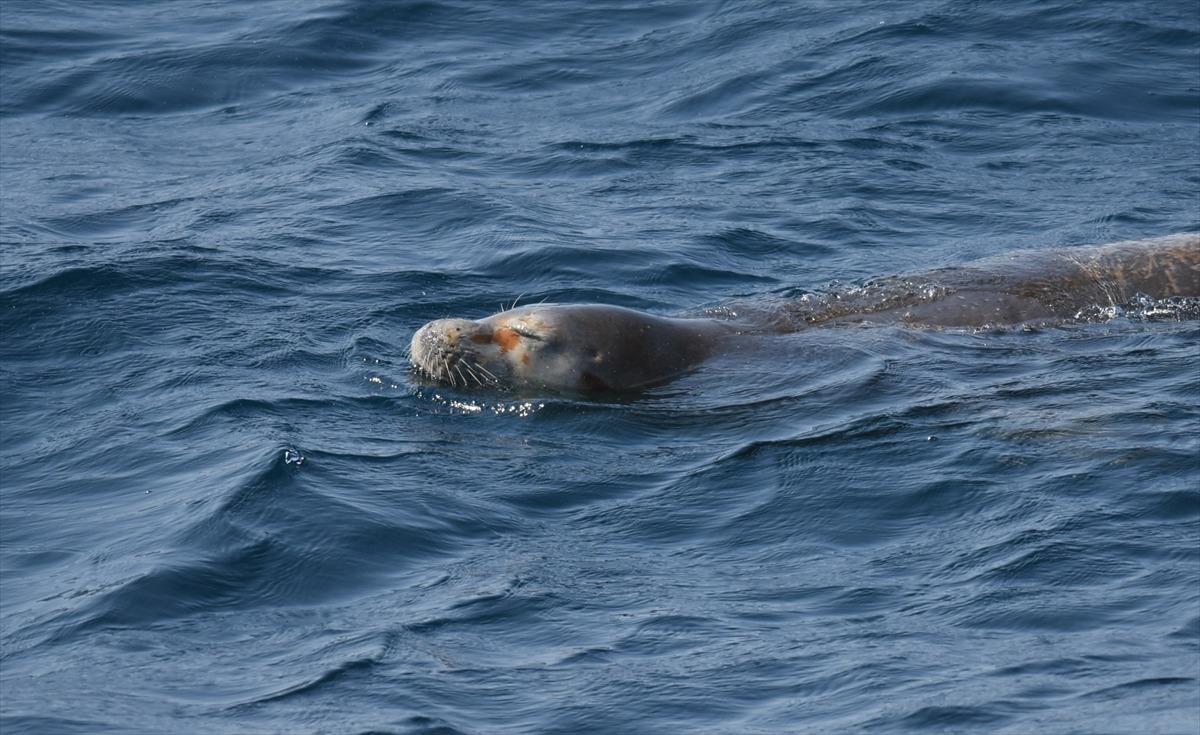 Bodrum'da 'yaralı fok' ihbarı ekipleri alarma ge&ccedil;irdi