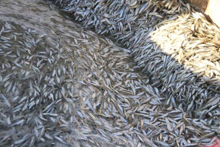 400 ton gümüş balığı Avrupa ülkelerine gönderiliyor G3