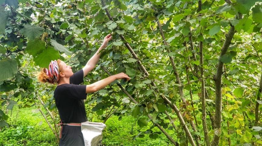 Fındık hasadında b&ouml;cek ısırmalarına dikkat