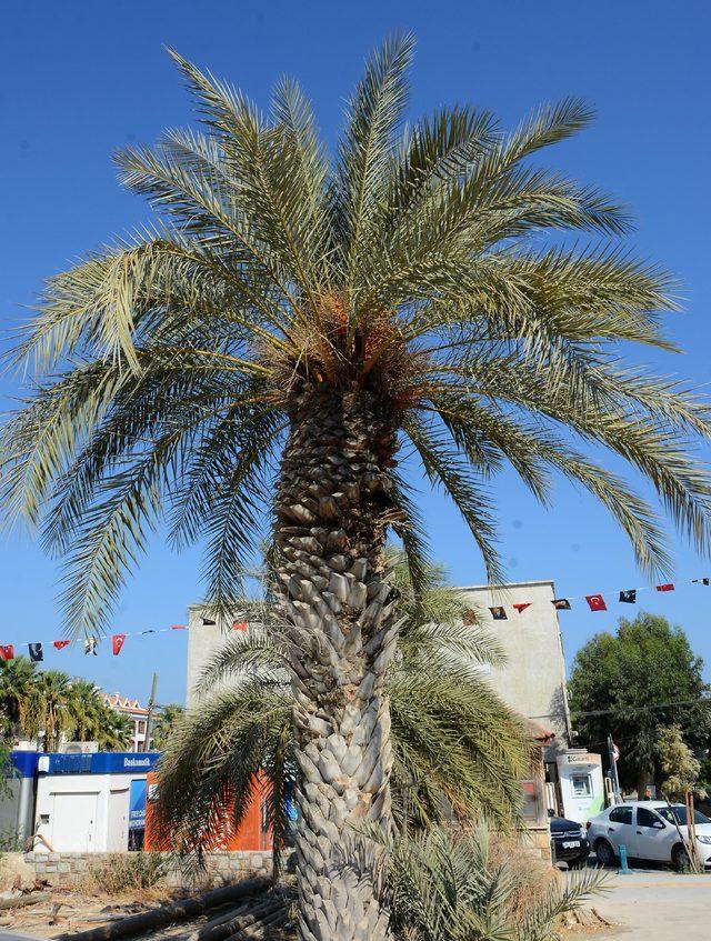  Dat&ccedil;a hurması ağa&ccedil;larına sahip &ccedil;ıkalım  &ccedil;ağrısı 1