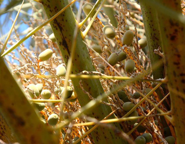  Dat&ccedil;a hurması ağa&ccedil;larına sahip &ccedil;ıkalım  &ccedil;ağrısı 2