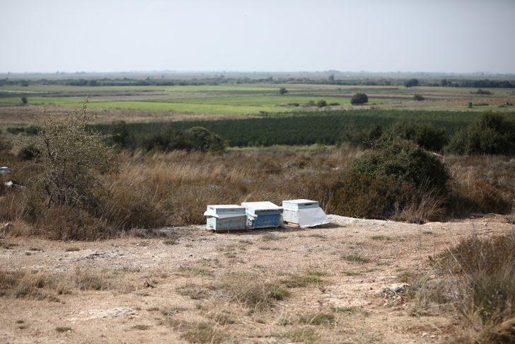 Kovan çalarken arıların soktuğu hırsız öldü G2