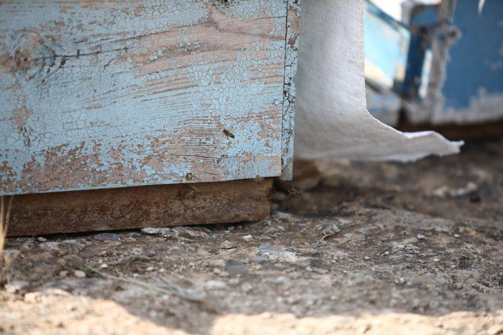 Kovan çalarken arıların soktuğu hırsız öldü G3