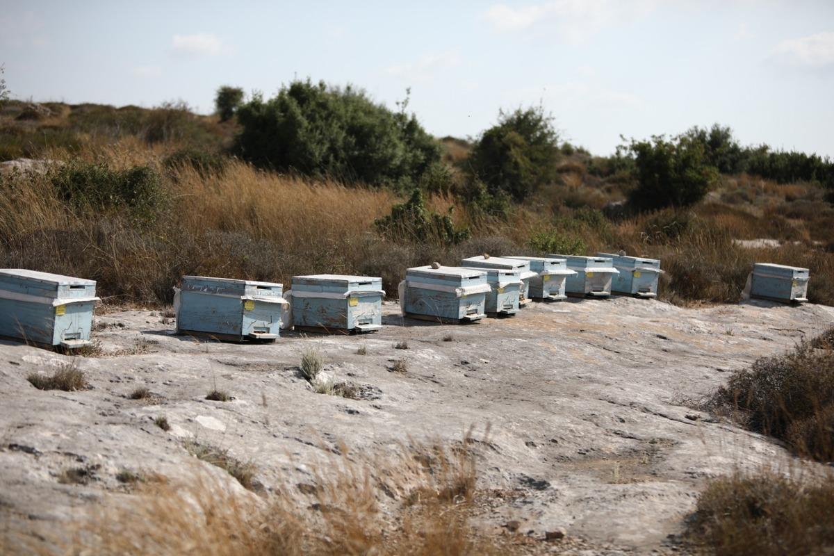 Kovan &ccedil;alarken arıların soktuğu hırsız &ouml;ld&uuml;