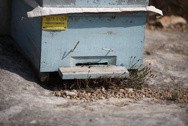 Kovan çalarken arıların soktuğu hırsız öldü G5