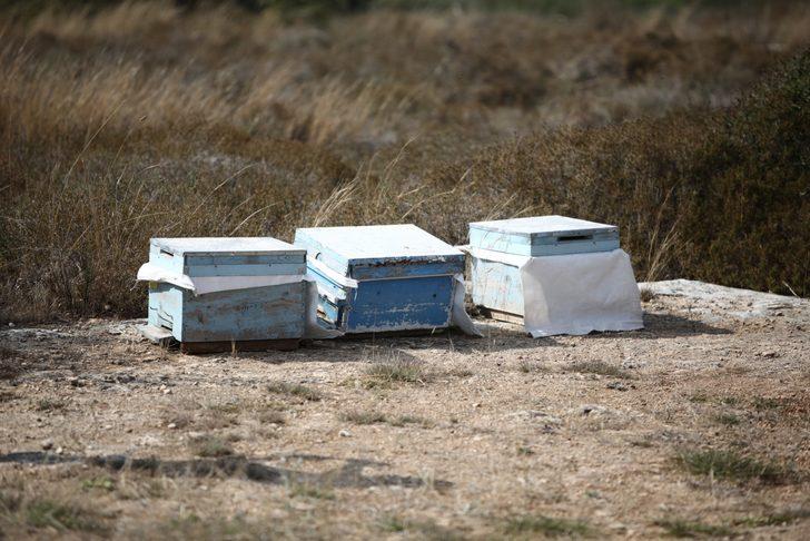 Kovan çalarken arıların soktuğu hırsız öldü G1