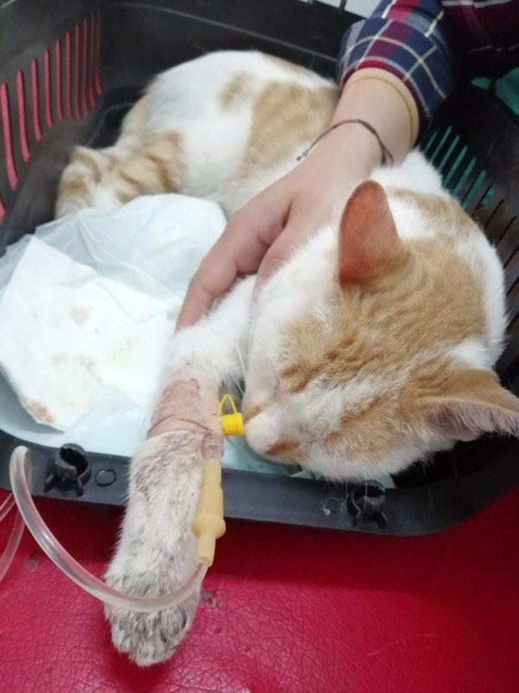 Konya'da vahşet! Kediye yaptıkları kan dondurdu G2