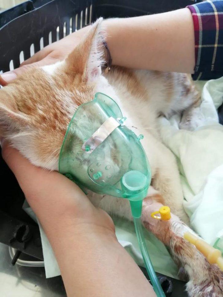 Konya'da vahşet! Kediye yaptıkları kan dondurdu G3