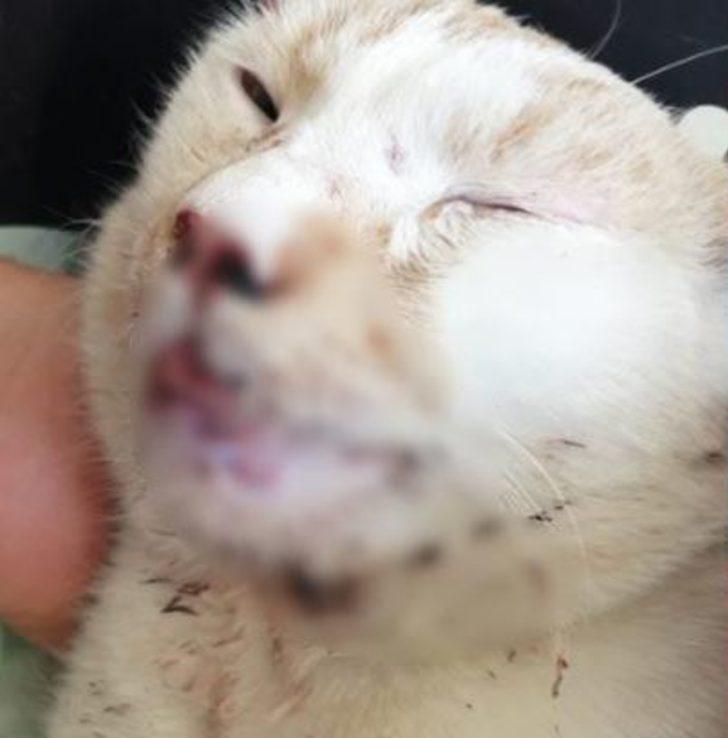 Konya'da vahşet! Kediye yaptıkları kan dondurdu G4