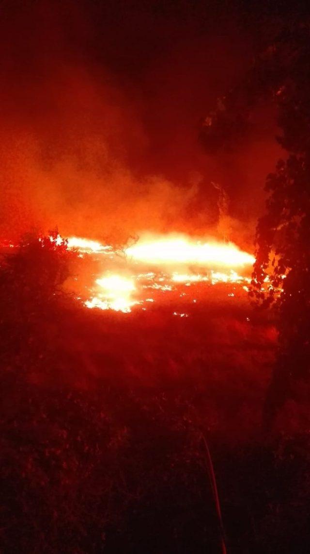 Burhaniye’de arazi yangınında mandalina ağaçları zarar gördü