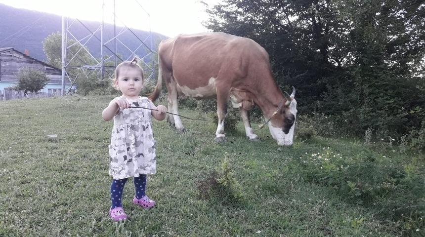 Bu inekler sahibiyle oyun oynuyor