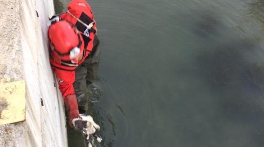 Burhaniye&rsquo;de su kanalına d&uuml;şen kediyi itfaiye kurtardı