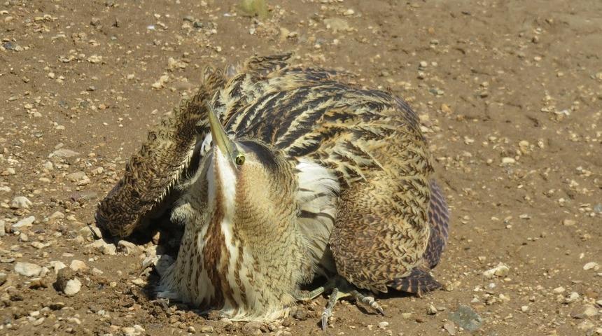 Bayburt&rsquo;ta Balaban kuşu doğaya salındı