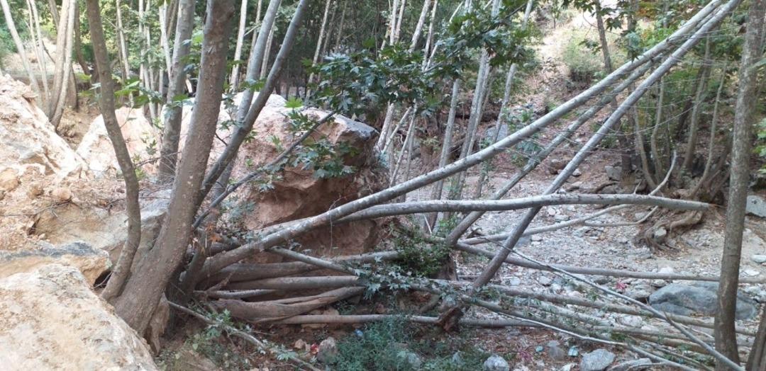 Dev kaya k&uuml;tlesi onlarca ağacı k&ouml;k&uuml;nden kopardı