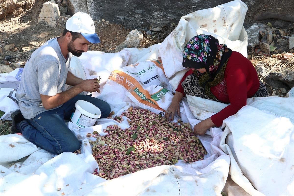 Karaman'da Antep fıstığı, y&ouml;re halkının geliri oldu