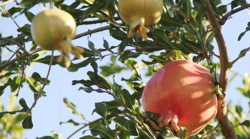 GTB, Oğuzeli narını tescilledi