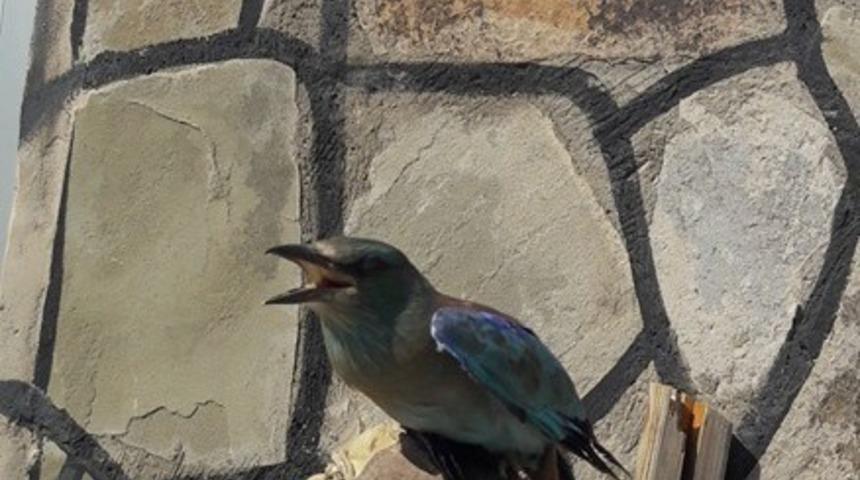 Yaralı G&ouml;kkuzgun kuşu tedavi altına alındı