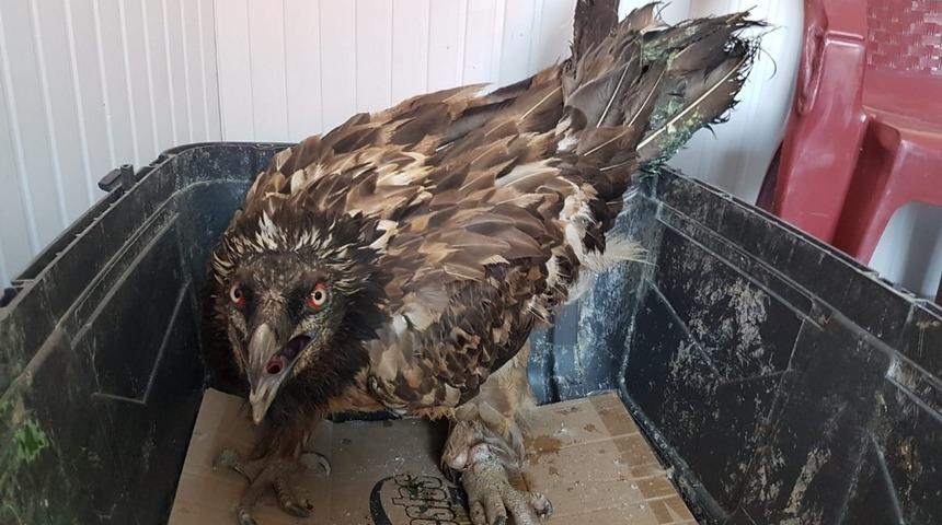 Yaralı sakallı akbaba tedavi altında