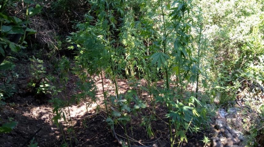 Samandağ&rsquo;da 200 k&ouml;k Hint keneviri ele ge&ccedil;irildi