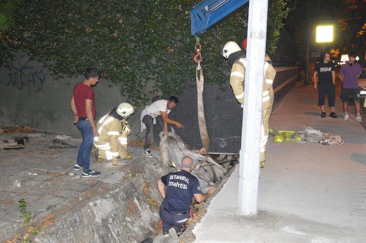 Sahibinin elinden kaçınca olanlar oldu! Ekipler atı kurtarmak için seferber oldu! G1