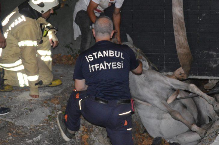 Sahibinin elinden kaçınca olanlar oldu! Ekipler atı kurtarmak için seferber oldu! G2