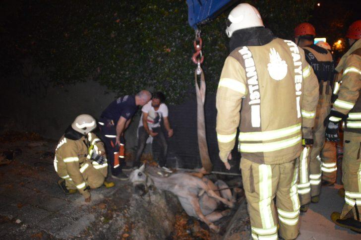 Sahibinin elinden kaçınca olanlar oldu! Ekipler atı kurtarmak için seferber oldu! G3