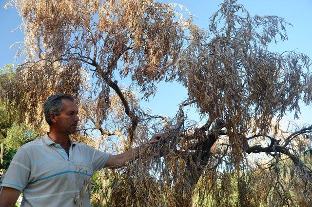 Bafa Gölü bölgesinde zeytin ağaçları kuruyor