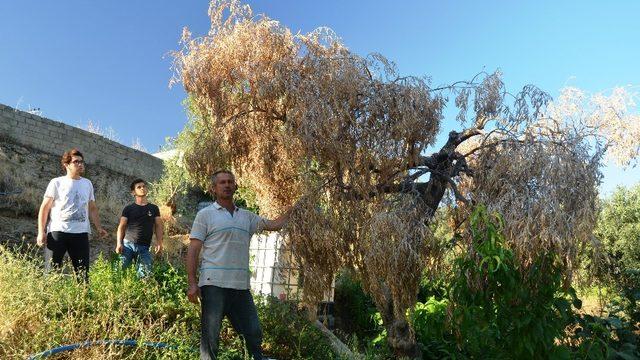 Bafa Gölü bölgesinde zeytin ağaçları kuruyor