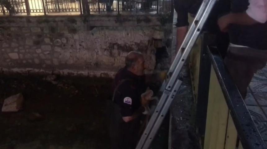 &Ccedil;oruh nehrinde mazgalda mahsur kalan yavru kediye itfaiye kurtardı