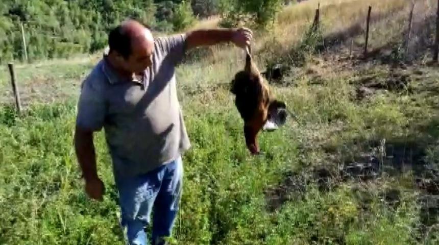 Çağlayan’da kartal tavuğu telef etti