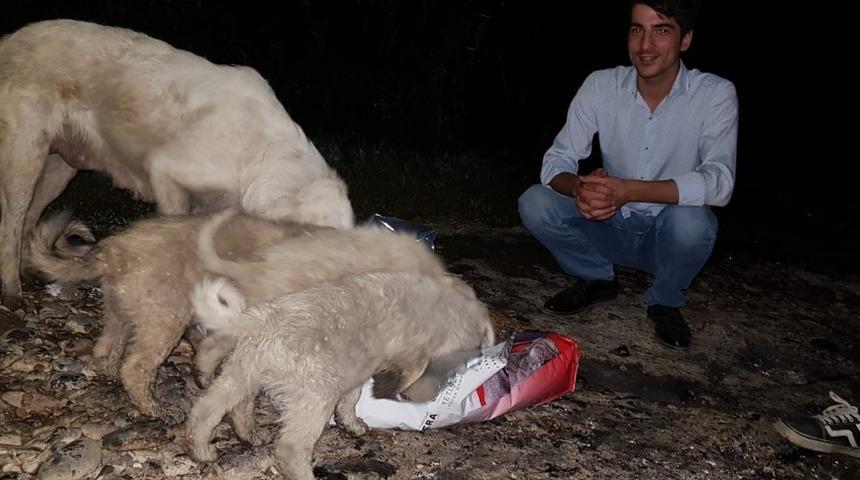 MHP’li gençler sokak hayvanlarına sahip çıktı