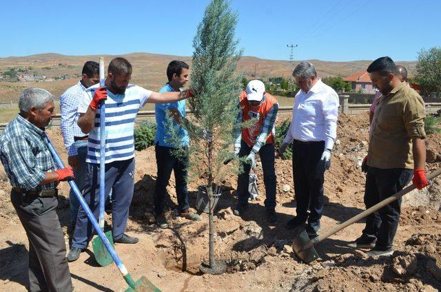 Yeşil Bünyan için ağaçlandırma çalışmaları devam ediyor