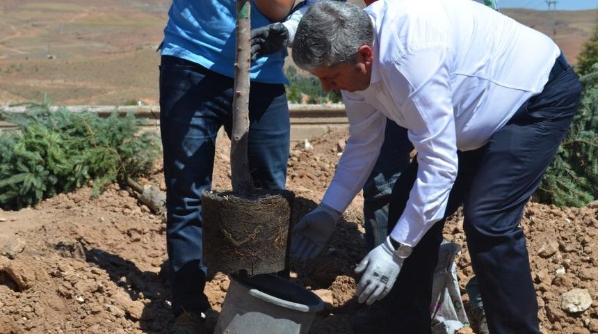 Yeşil Bünyan için ağaçlandırma çalışmaları devam ediyor