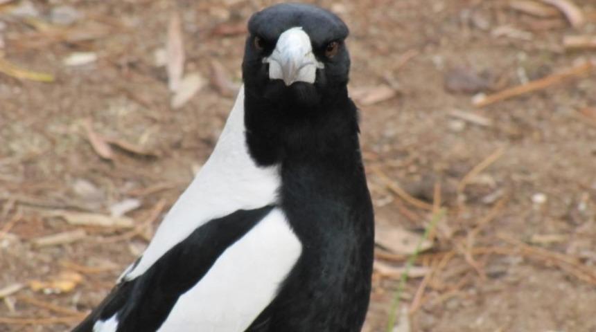 Agresif saldırılarının bedelini ağır ödedi!