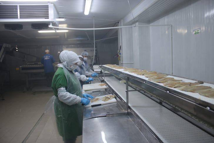 Denizli’den dünyanın 80 ülkesine yıllık 6 bin ton tütsülenmiş balık gönderiyorlar G3