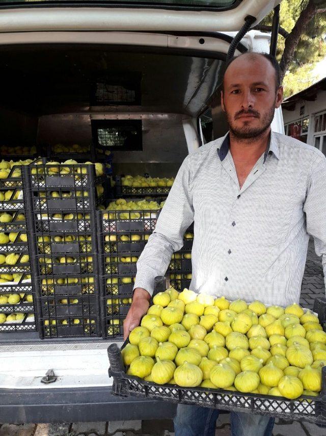 Ödemişli incir üreticileri sezondan umutlu