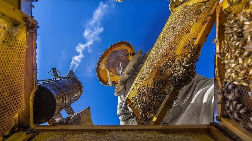 Altın madalya getiren kare