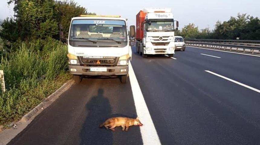 TEM&rsquo;de, &ccedil;ekicinin &ccedil;arptığı tilki telef oldu