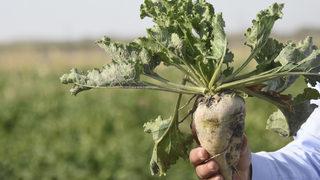 Şeker pancarı sökümü başladı... 2020 Şeker pancarı alım fiyatları ne kadar? Bir ton şeker pancarı kaç para? Güncel şeker pancarı tonaj fiyatı!