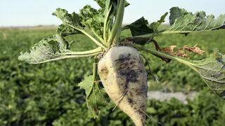 Şeker pancarı alımı başlıyor... 2020 Şeker pancarı alım fiyatları ne kadar? Bir ton şeker pancarı kaç para? Güncel şeker pancarı tonaj fiyatı!