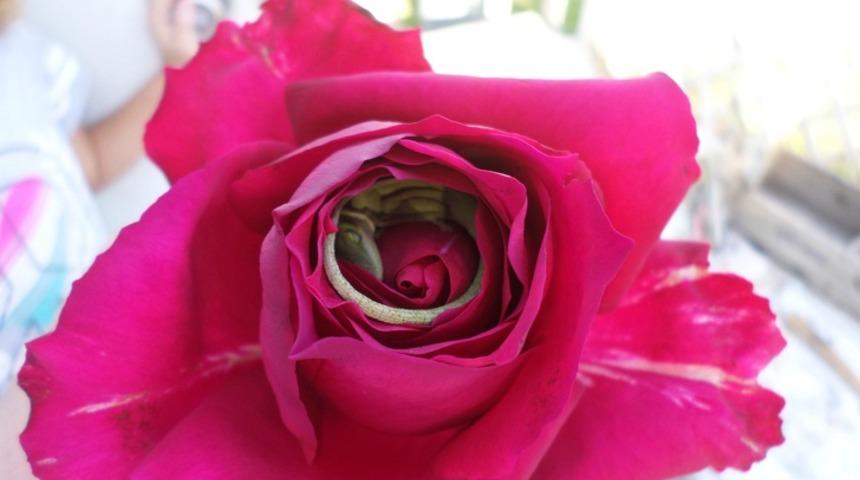 Kızının aldığı g&uuml;le yakından bakınca g&ouml;zlerine inanamadı!