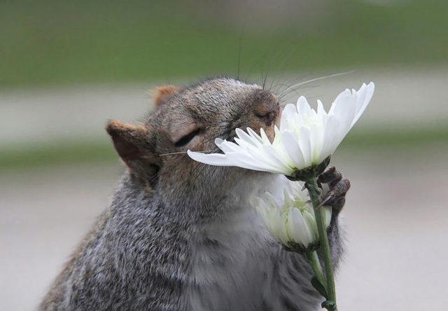 15121255-17-Adorable-Animals-Taking-Time-to-Smell-the-Flowers-10-1567411651-728-71ac0a0f98-1567515746