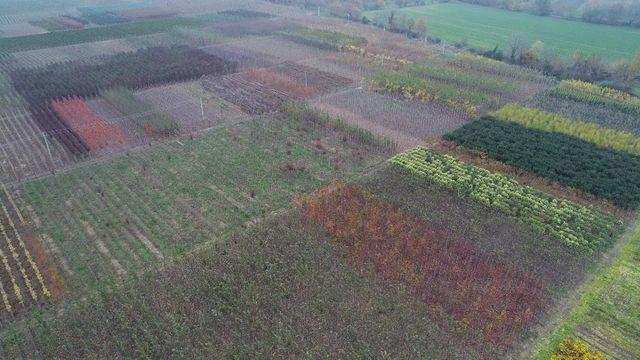 Büyükşehir, 125 hektar alanda yerli fidan üretiliyor