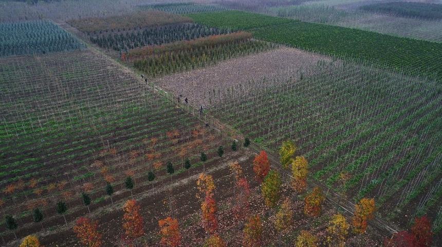 B&uuml;y&uuml;kşehir, 125 hektar alanda yerli fidan &uuml;retiliyor